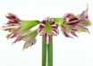 hippeastrum Santiago (1)
